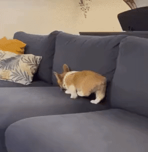 3 산책 안 가줘서 삐진 강아지.gif