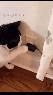 c44c3c637d3df285858221fab056239a..gif