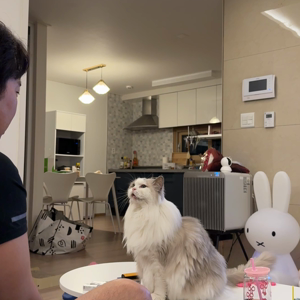 펫플루언서 이미지