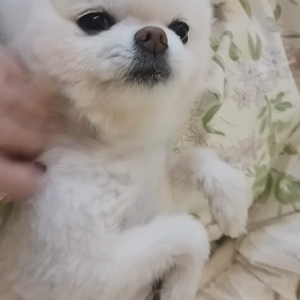 펫플루언서 이미지