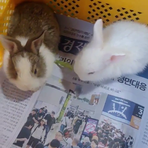 펫플루언서 이미지