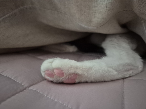 thumb-3bc6881bb3df48ba76d3f3077784c4f0_1748168105_7118_600x0.jpg