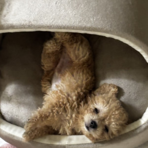 MVPET 후보 이미지
