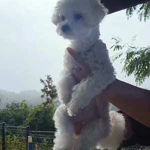 펫플루언서 이미지