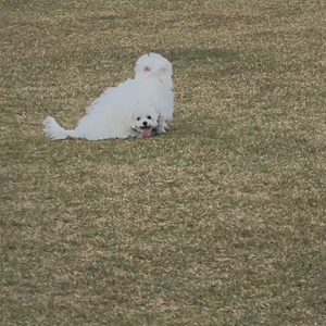 펫플루언서 이미지