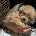 MVPET 프로필 사진