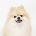 MVPET 프로필 사진